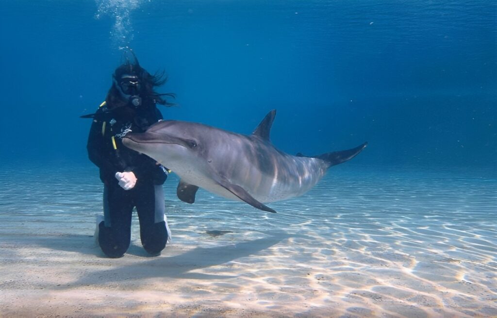 غواصی با دلفین ها ، موزه مادام میرو ، کشتی کارینا کیش