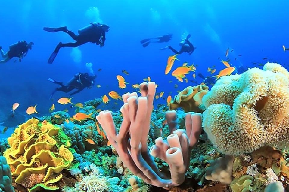 غواصی در کیش