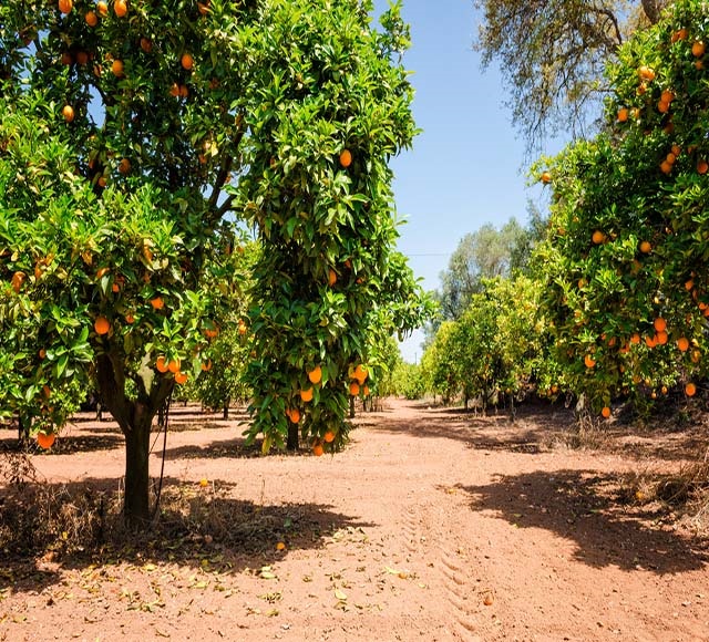 باغ مرکبات شمال