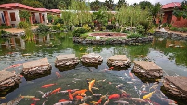 مجتمع قوهای گیلانی