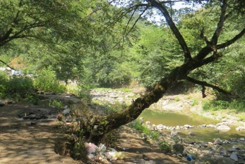 جنگل خرمای لنگرود