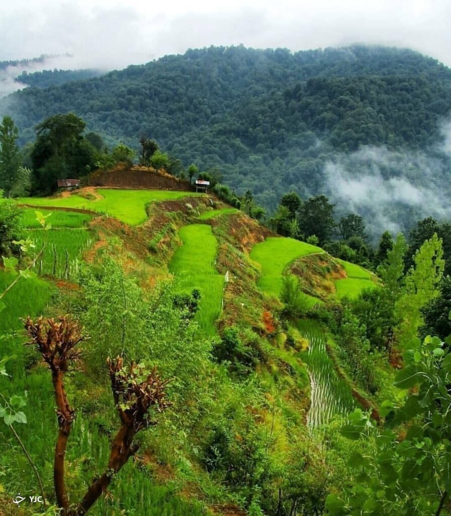 پارک جنگلی لنگرود