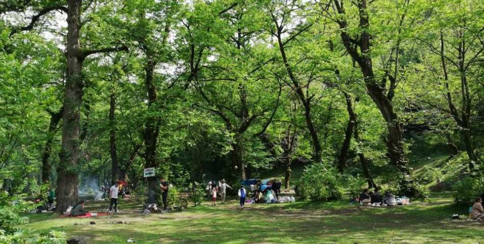 پارک جنگلی خرمای شمال