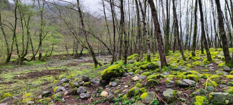 پارک خرما لنگرود