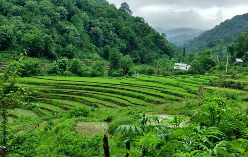 پارک خرمای لنگرود
