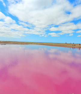 حوضچه صورتی گل فشان نفتلیجه گمیشان