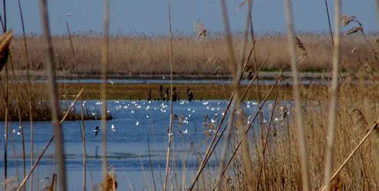 نی زار پل چوبی تالاب کیاشهر 