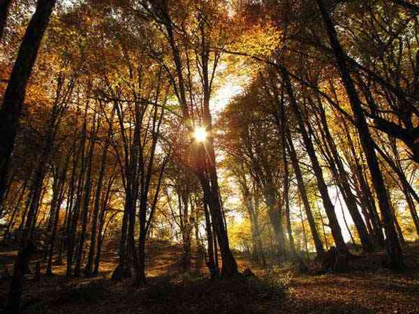  جنگل الیمستان آمل