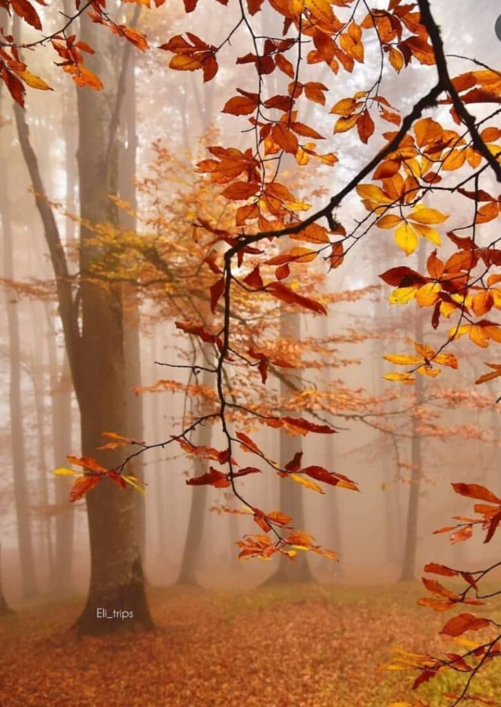 زیبایی درازنو گلستان در پاییز