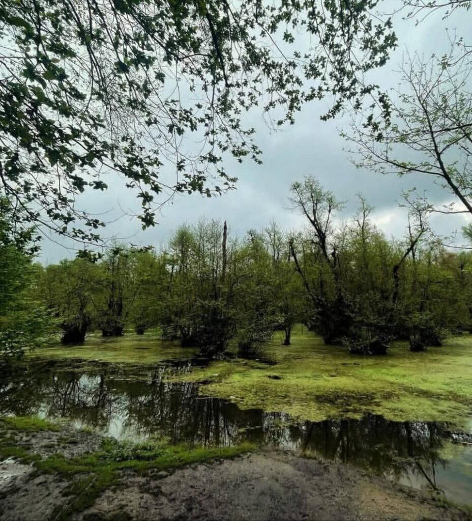 مرداب قادیکلا قائمشهر