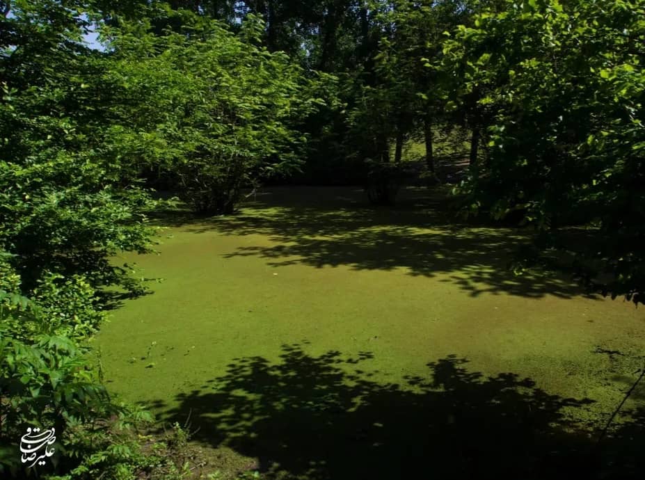 مرداب قادیکلا قائمشهر