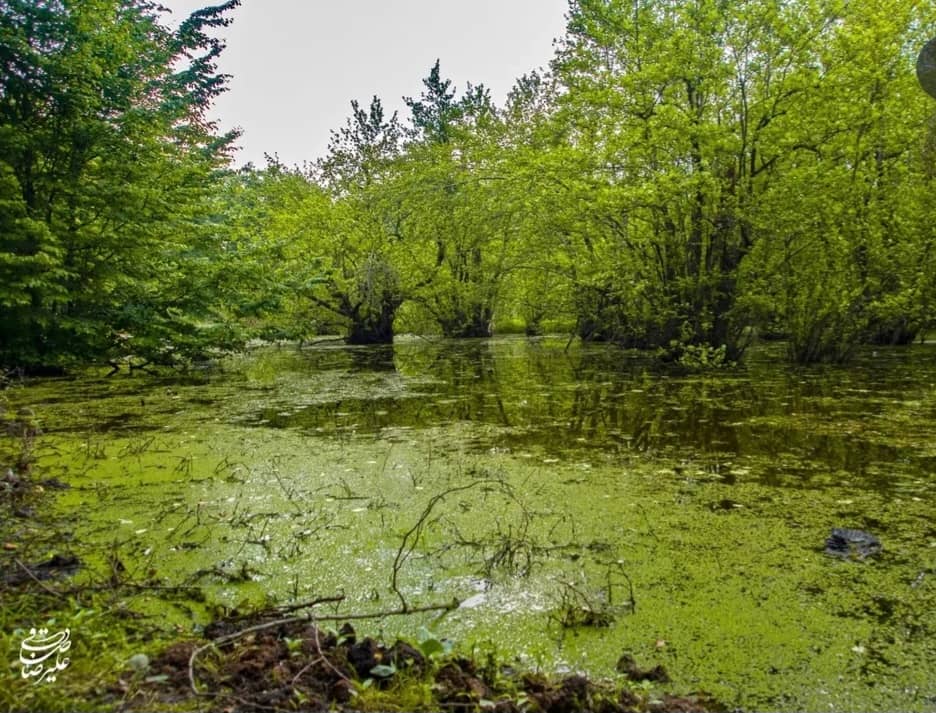 مرداب قادیکلا قائمشهر