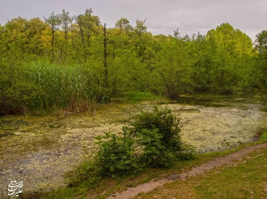 مرداب قادیکلا قائمشهر