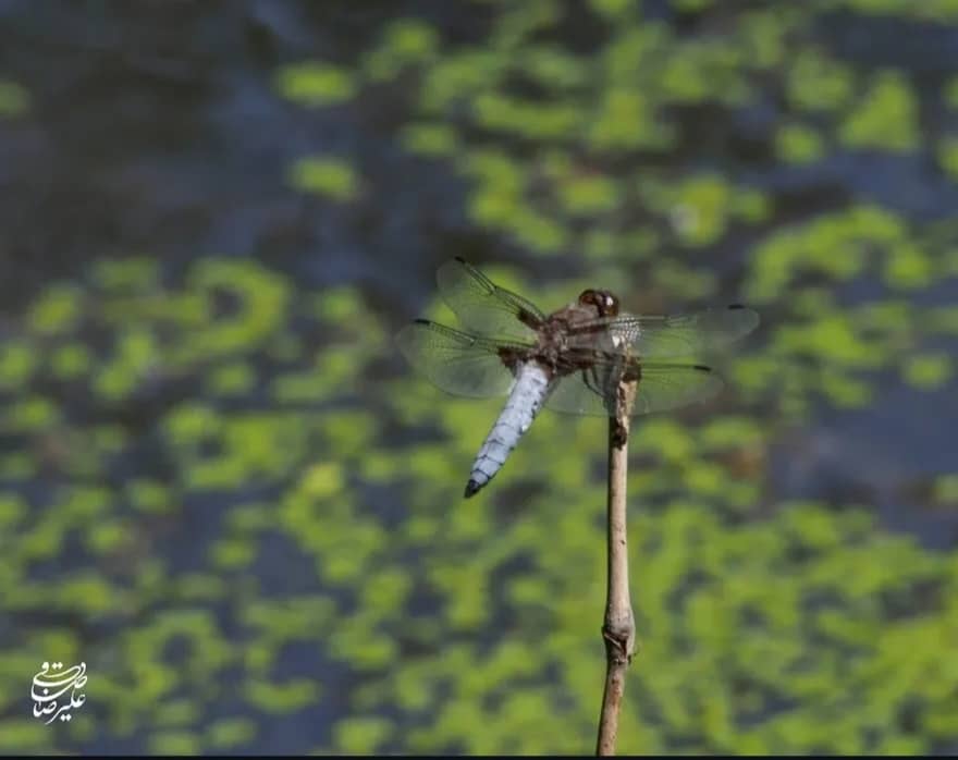 مرداب قادیکلا قائمشهر