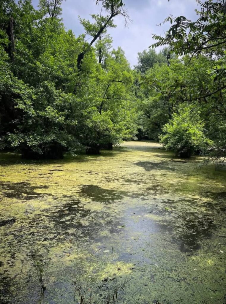 مرداب قادیکلا قائمشهر