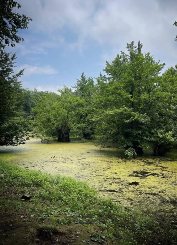 مرداب قادیکلا قائمشهر
