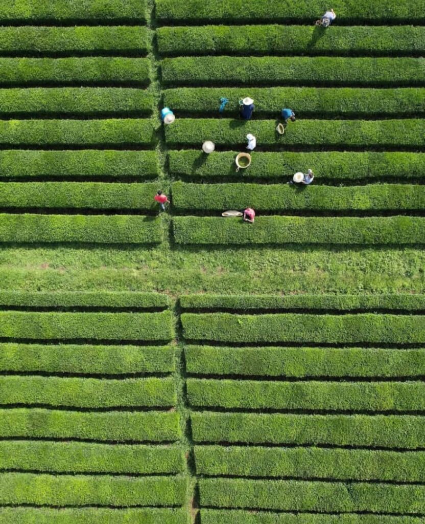 تی باغ فومن-گیلان