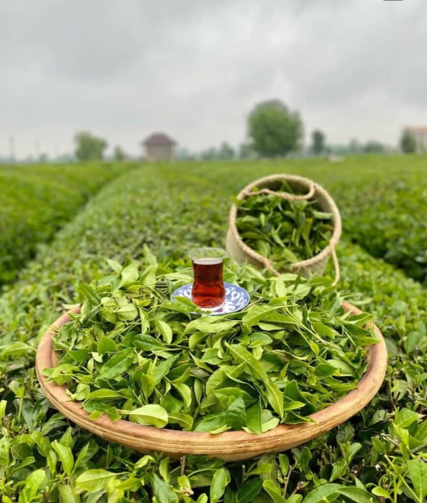 تی باغ فومن