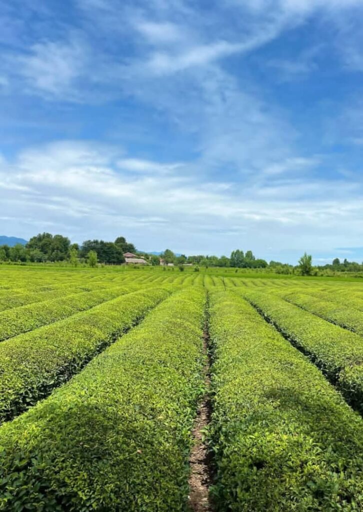 تی باغ گیلان