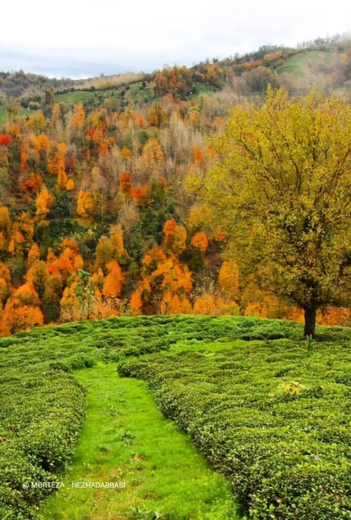 بلوردکان املش-گیلان