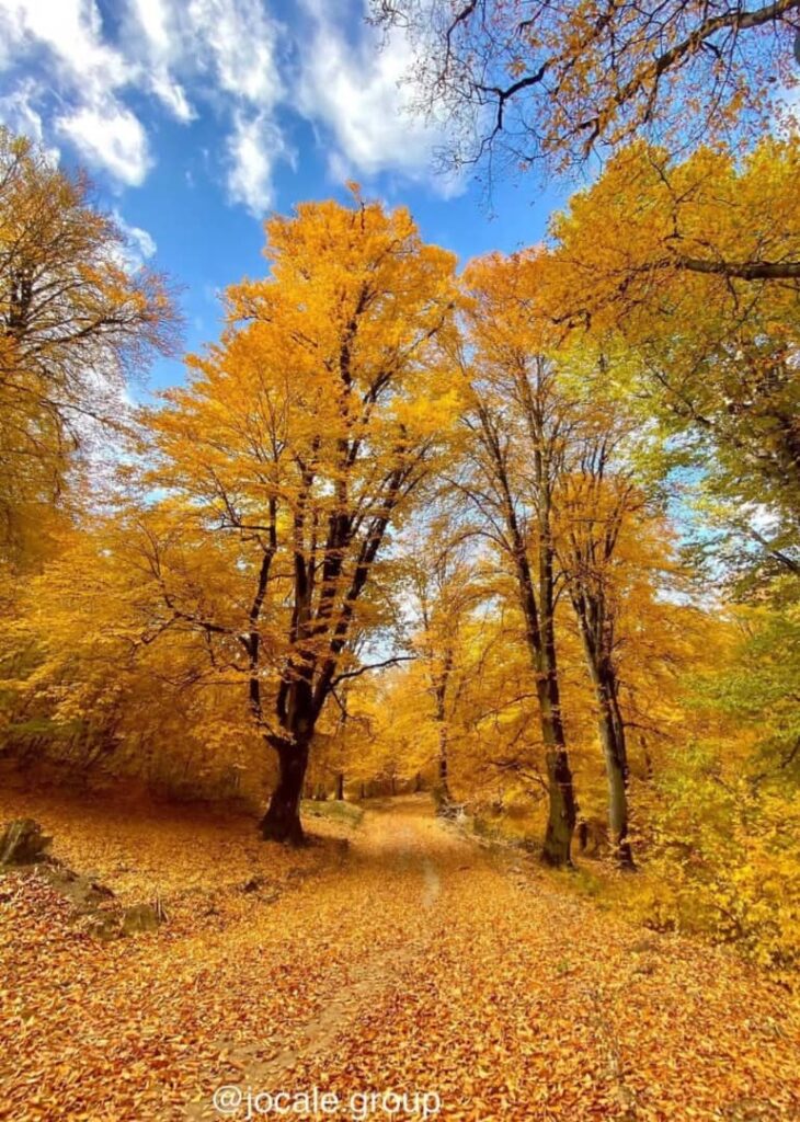خرونرو-مسیر جنگلی خرونرو