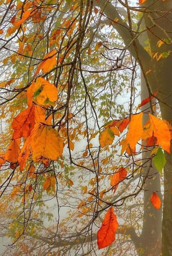 جنگل پاییزی نسوم فشکور چالوس-مازندران