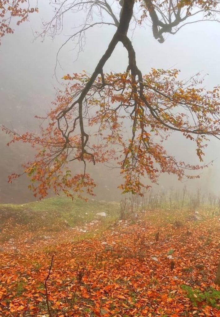 جنگل پاییزی نسوم فشکور چالوس-مازندران