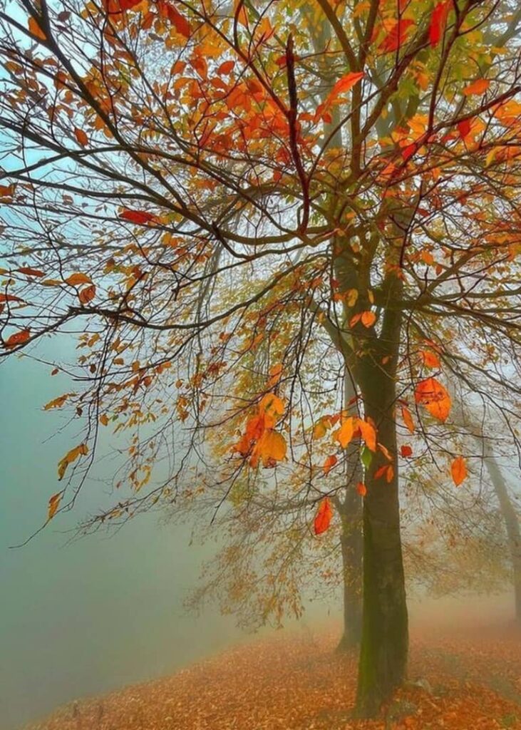 جنگل پاییزی نسوم فشکور چالوس-مازندران