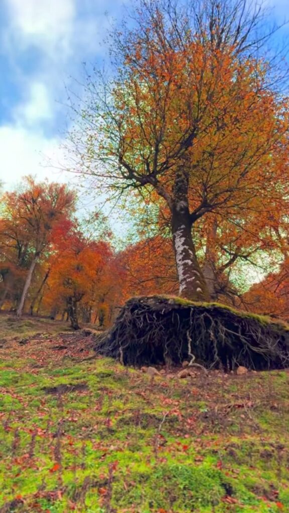 جنگل پاییزی نسوم فشکور چالوس-مازندران