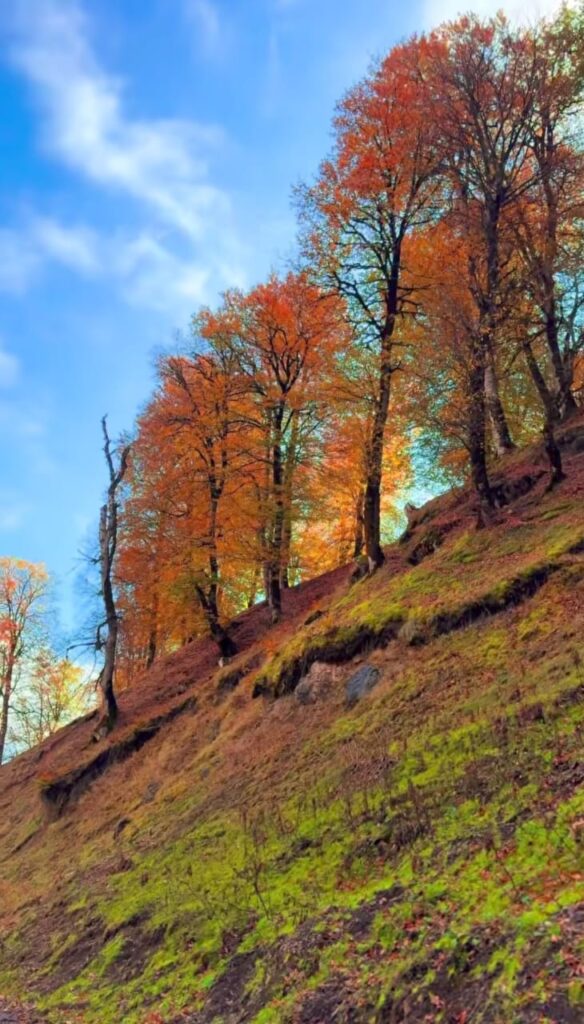 جنگل پاییزی نسوم فشکور چالوس-مازندران