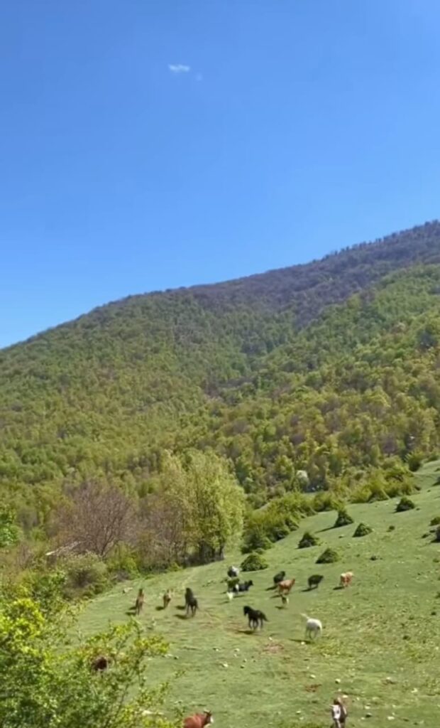 جنگل های هیرکانی الیت چالوس-مرزن آباد