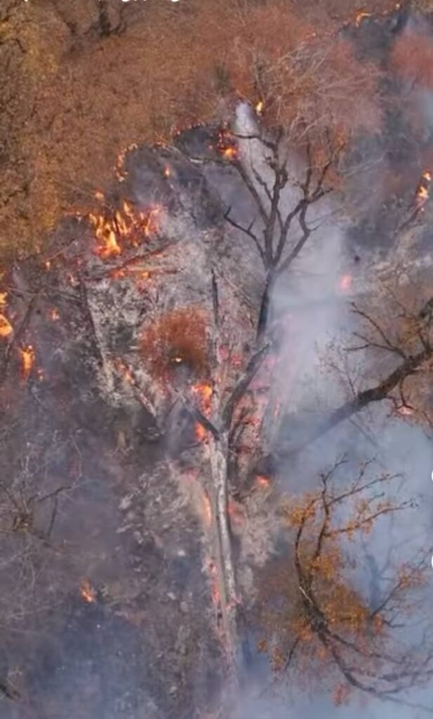 آتش‌ سوزی جنگل هیرکانی چالوس