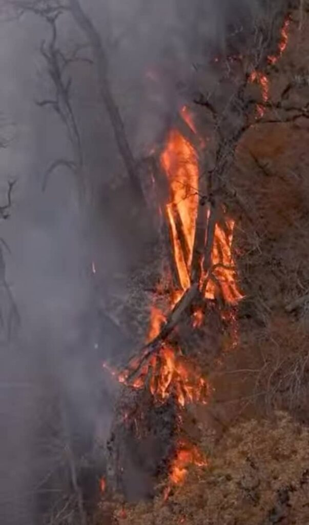 آتش‌ سوزی جنگل هیرکانی چالوس