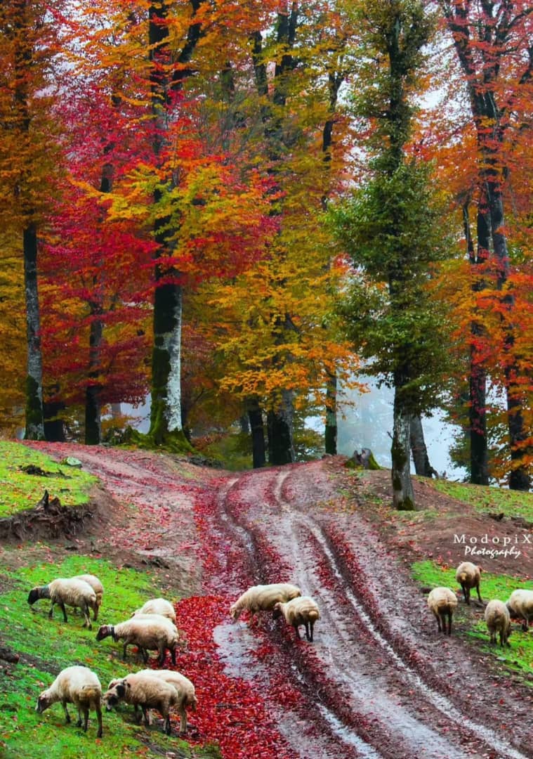 زیبایی دشت دامان گیلان در پاییز