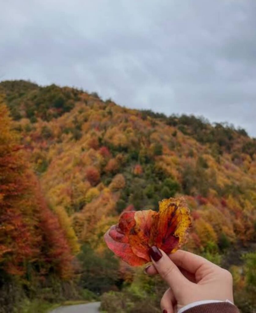 زیبایی دشت دامان گیلان در پاییز