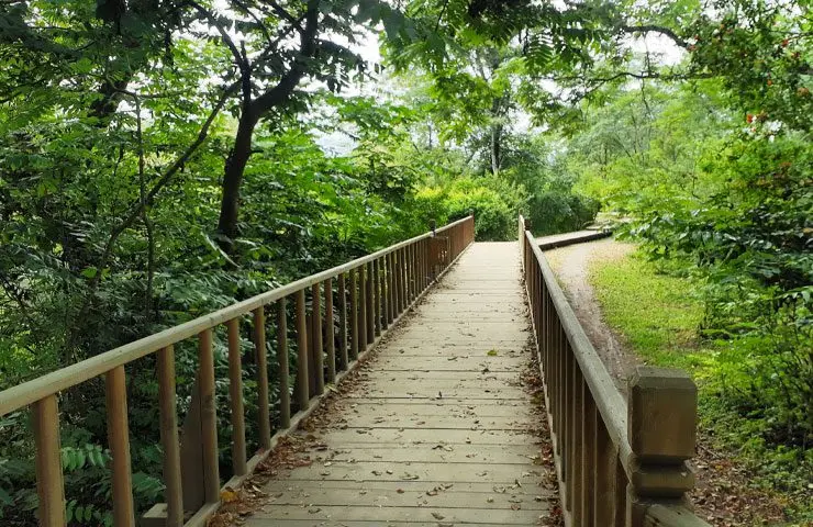  پل چوبی تالاب کیاشهر 