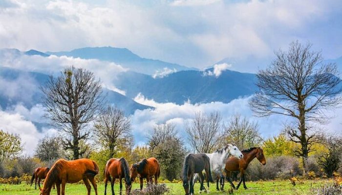  جنگل الیمستان آمل