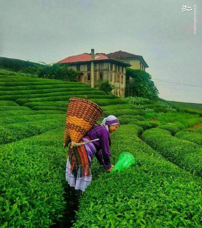 راهنمای سفر به دریاچه شورمست لاهیجان