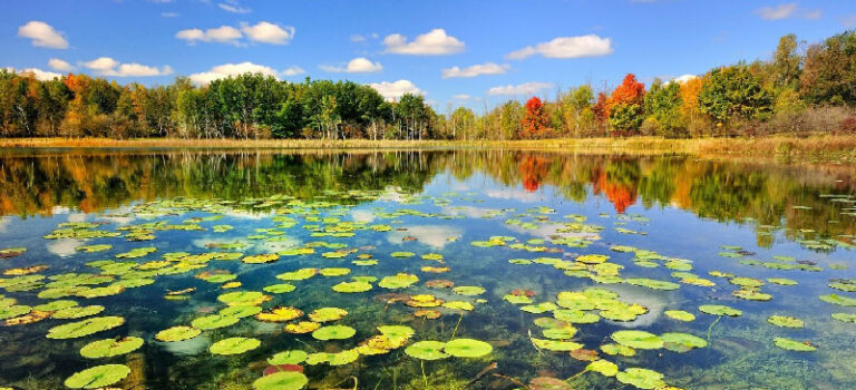 تالاب آبکنار انزلی