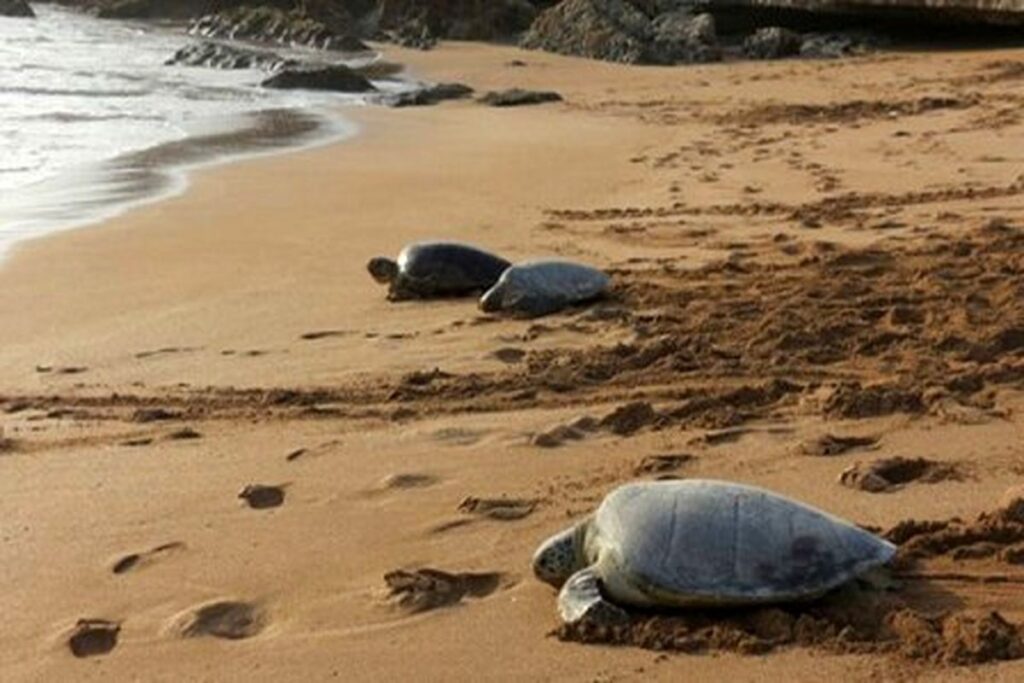 امکانات جزیره شیدرو