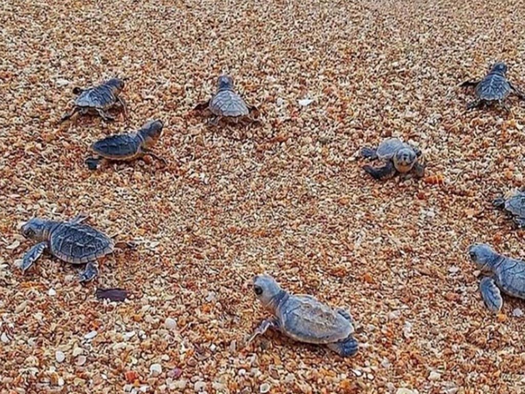 جزیره هایکا