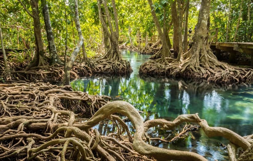 جنگل حرا کجاست