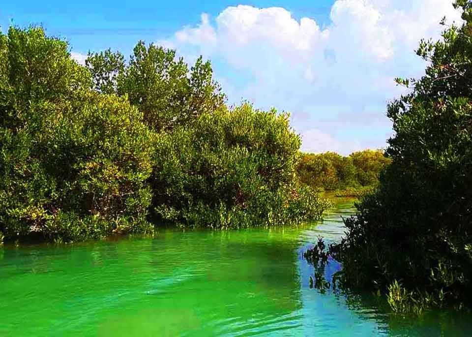 راز جنگل حرا قشم