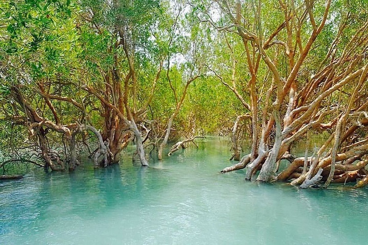 امکانات جنگل حرا