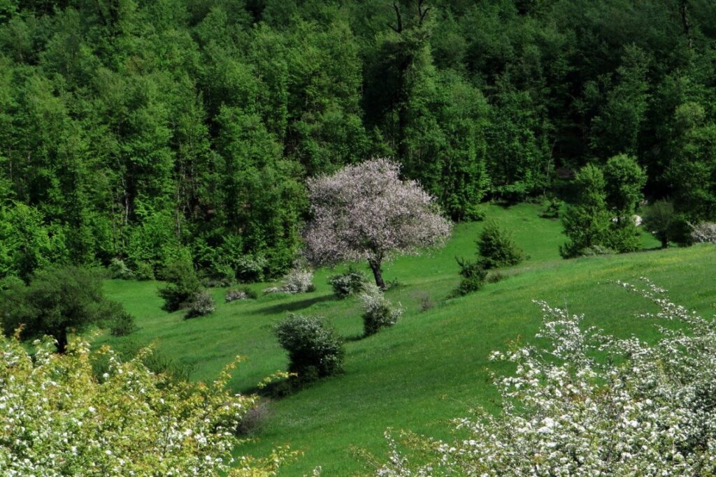 دشت بابونه سی دشت