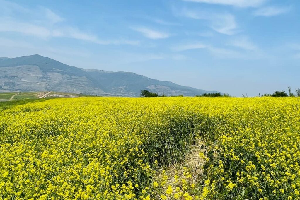 دشت بابونه گیلان