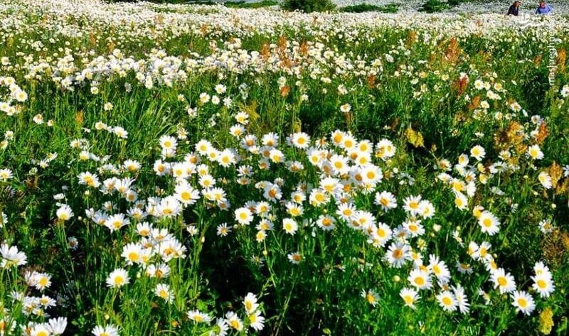 دشت بابونه گیلان