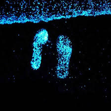 چابهار- بندر تنگ-ساحل آبی فیتوپلانگتون