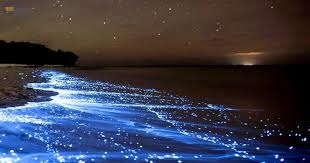 چابهار- بندر تنگ-ساحل آبی فیتوپلانگتون