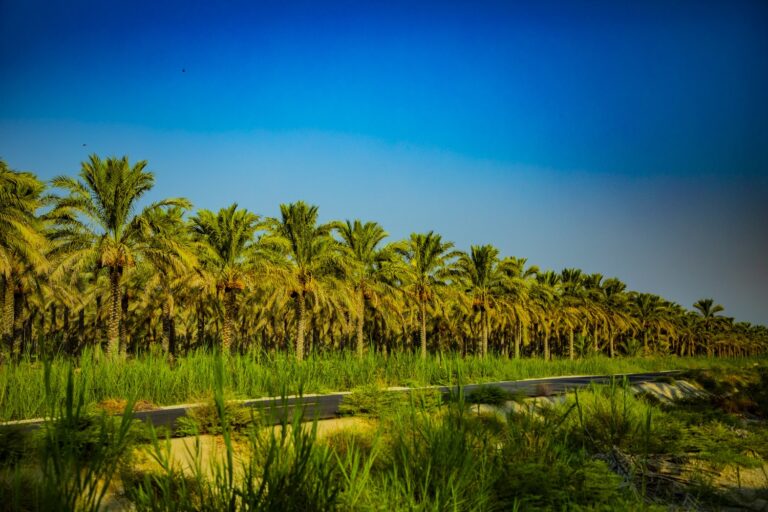 نخلستان آبپخش